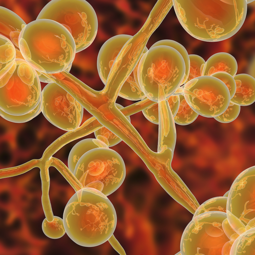 Candida auris fungal infections increased 95% in 2021, and drug-resistant cases are continuing to spread across the US.