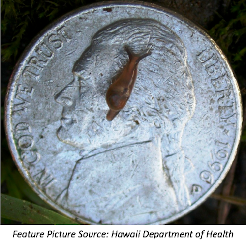 First Case of Rat Lungworm Disease on Oahu in 7 Years Confirmed by Hawaii DOH