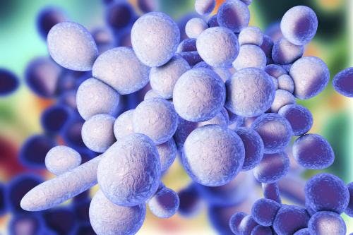 Candida auris, a drug-resistant fungal pathogen, has become a significant concern in Israel. A recent study reveals a 30-fold increase in C auris cases in 2021, with a strong correlation to COVID-19 surges.