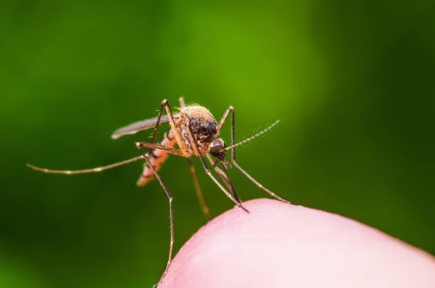 mosquito bite virus