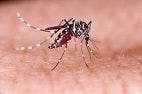 Mosquito Saliva May Inhibit Dengue Virus Transmission