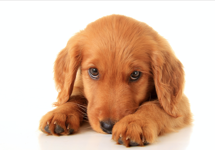 CDC Investigating Campylobacter jejuni Outbreak Linked to Puppies From Pet Stores
