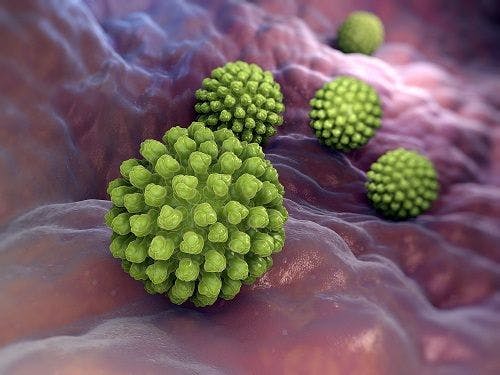 Segmented Filamentous Bacteria in Gut Microbiota Protect Against Rotavirus