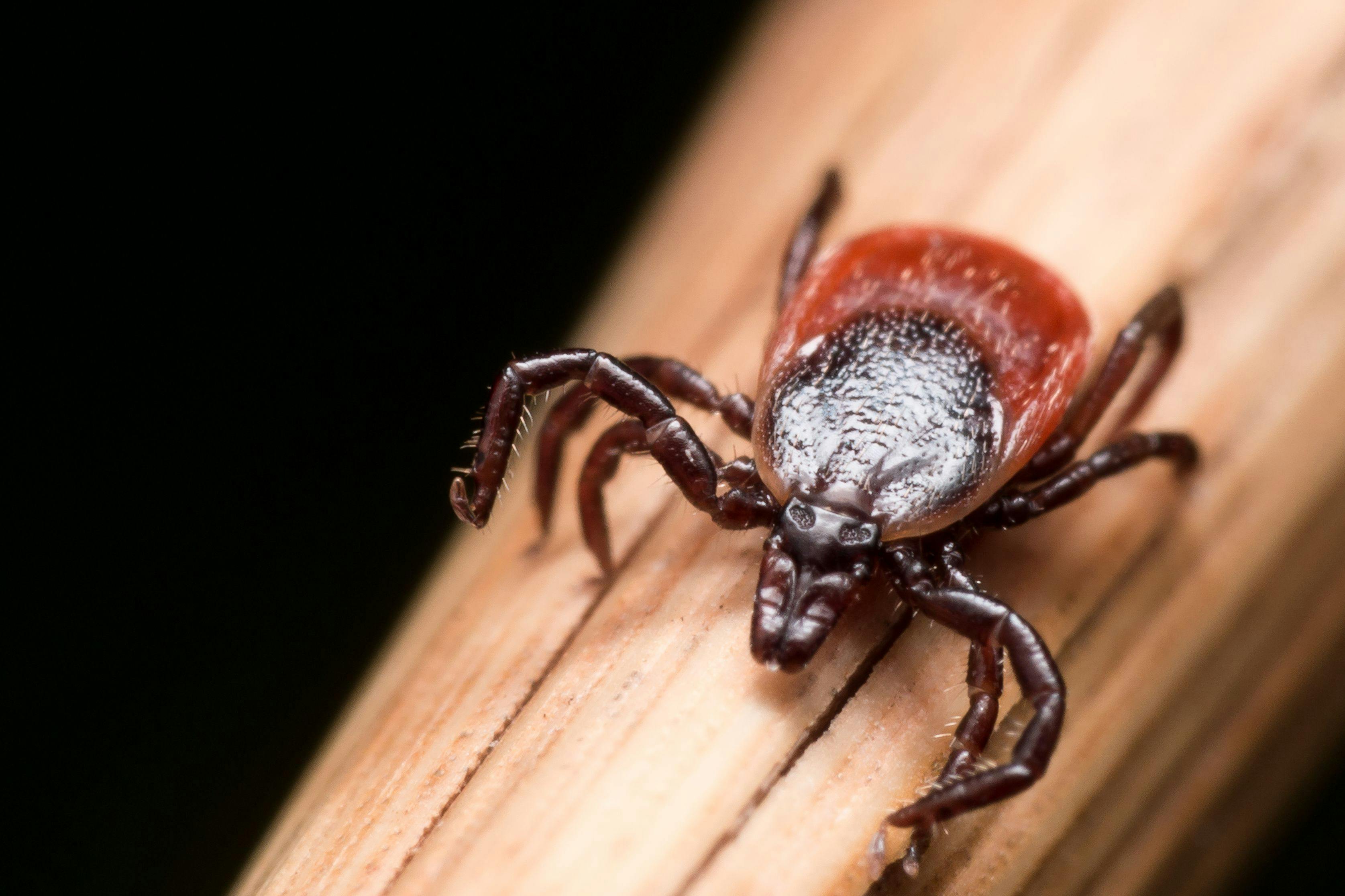 A Single Test is Able to Diagnose 8 Tick-Borne Diseases