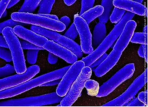 E. Coli Bacteria Produce Toxic Protein to Ward Off Other Bacteria