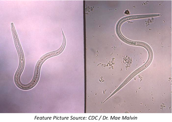 Albendazole Found to Improve Physical Fitness in Poor Women Farmers with Hookworm