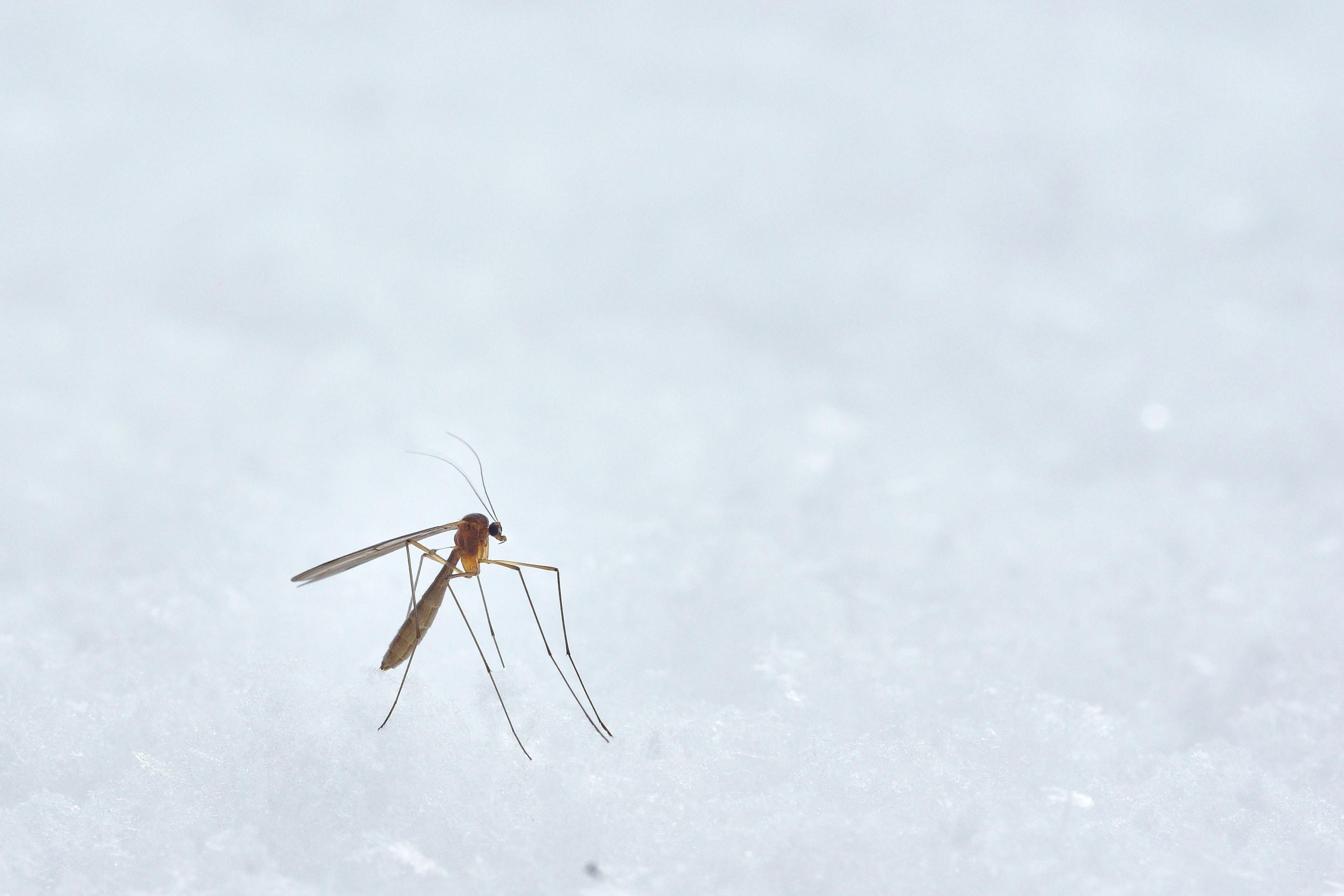 Long-Acting Monoclonal Antibody Could Protect Against Malaria