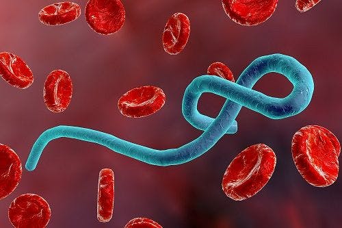 New Ebola Virus Vaccines Show Promise in Clinical Trials with Humans