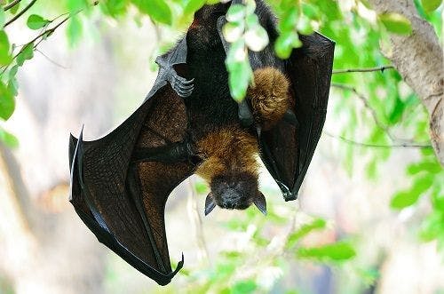 Bats Provide Key Link in Undiscovered Disease Detection