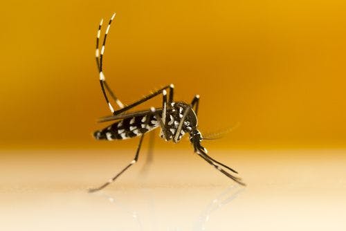 Zika Virus Identified in Asian Tiger Mosquitoes in Brazil