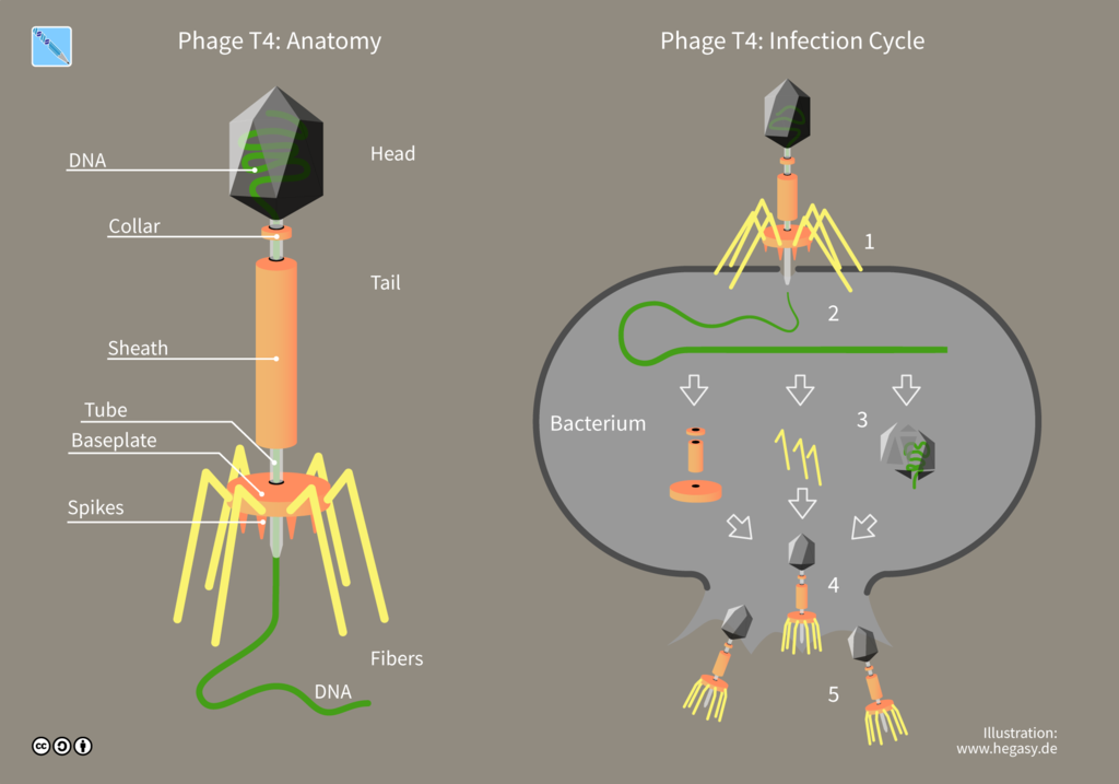 The image on the left details the anatomy of bacteriophage, and the right image shows its mechanism of action for destroying bacteria.

Image courtesy: Guido4, CC BY-SA 4.0 <https://creativecommons.org/licenses/by-sa/4.0>, via Wikimedia Commons