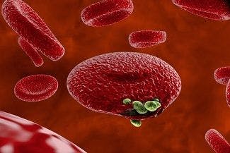 Capillary Blood Outperforms Venous Samples in Malaria Diagnosis