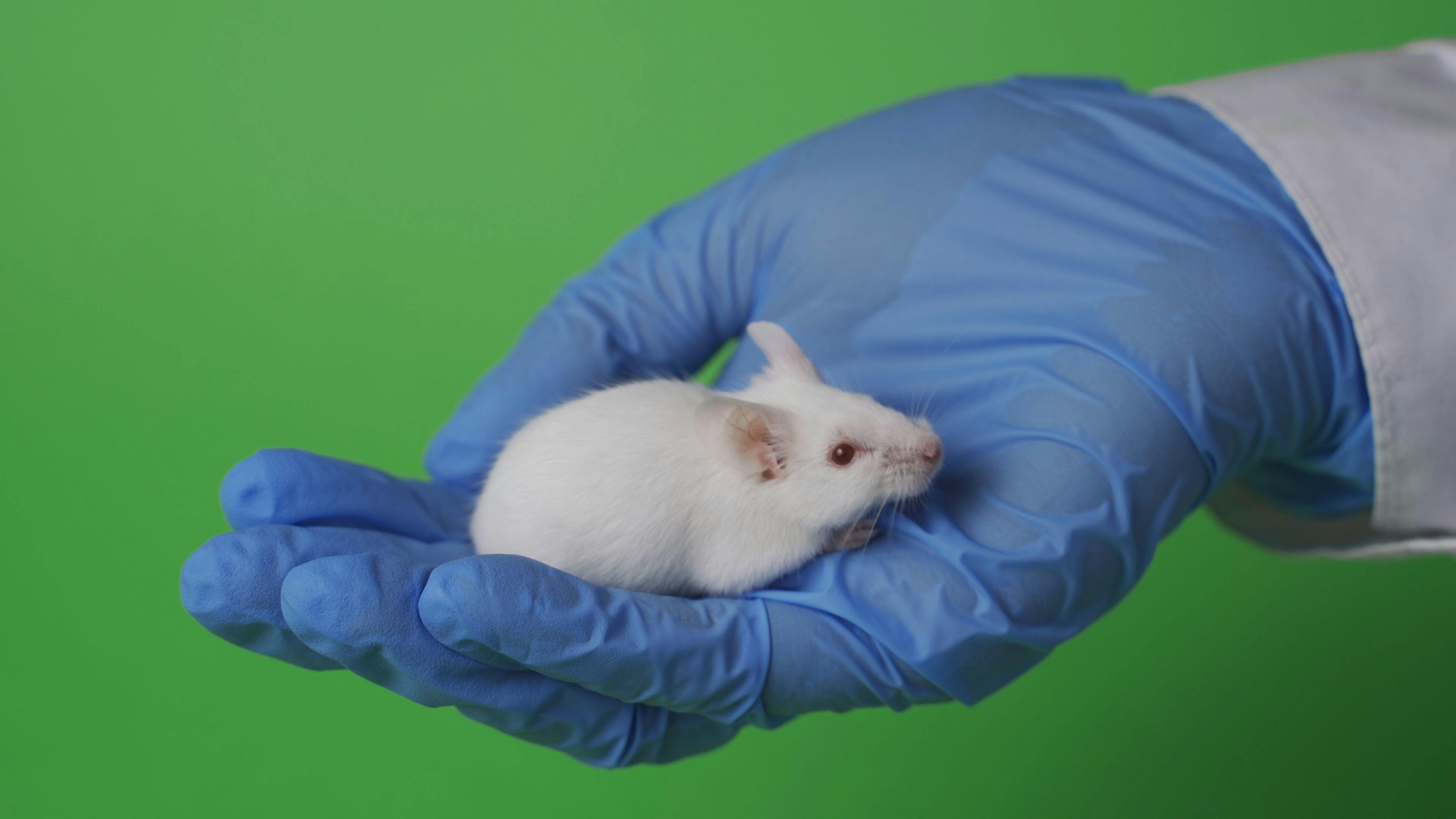 Wistar Institute Produces HIV-Fighting Tier-2 Antibodies in Mice