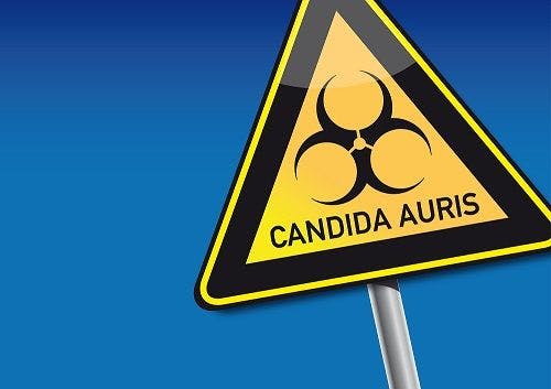 The State of Candida Auris