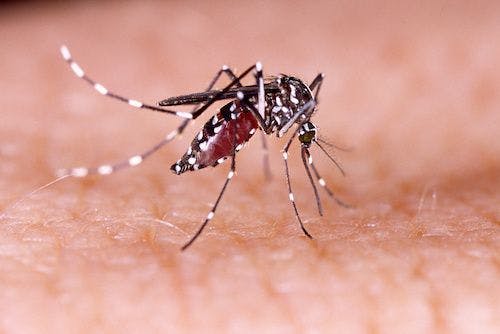 Wolbachia Can Block Zika Virus Transmission
