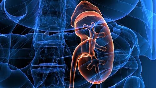 HCV-Infected Kidneys May Change Organ Transplant Medicine