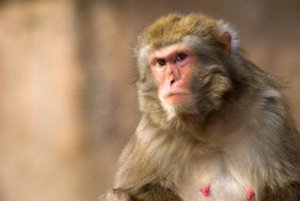 Rhesus Macaques in Florida Park Threaten to Spread Herpes B to Humans