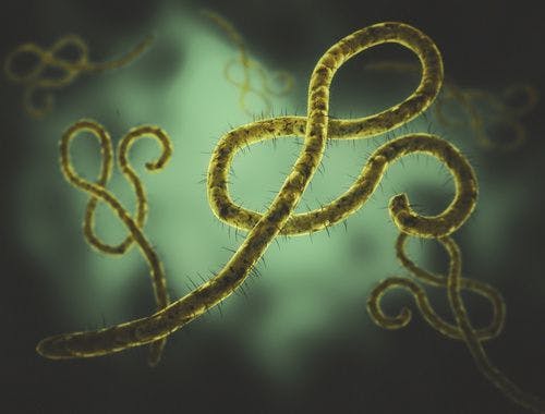 Ebola RNA Can Persist in Semen Two Years After Acute Infection Period