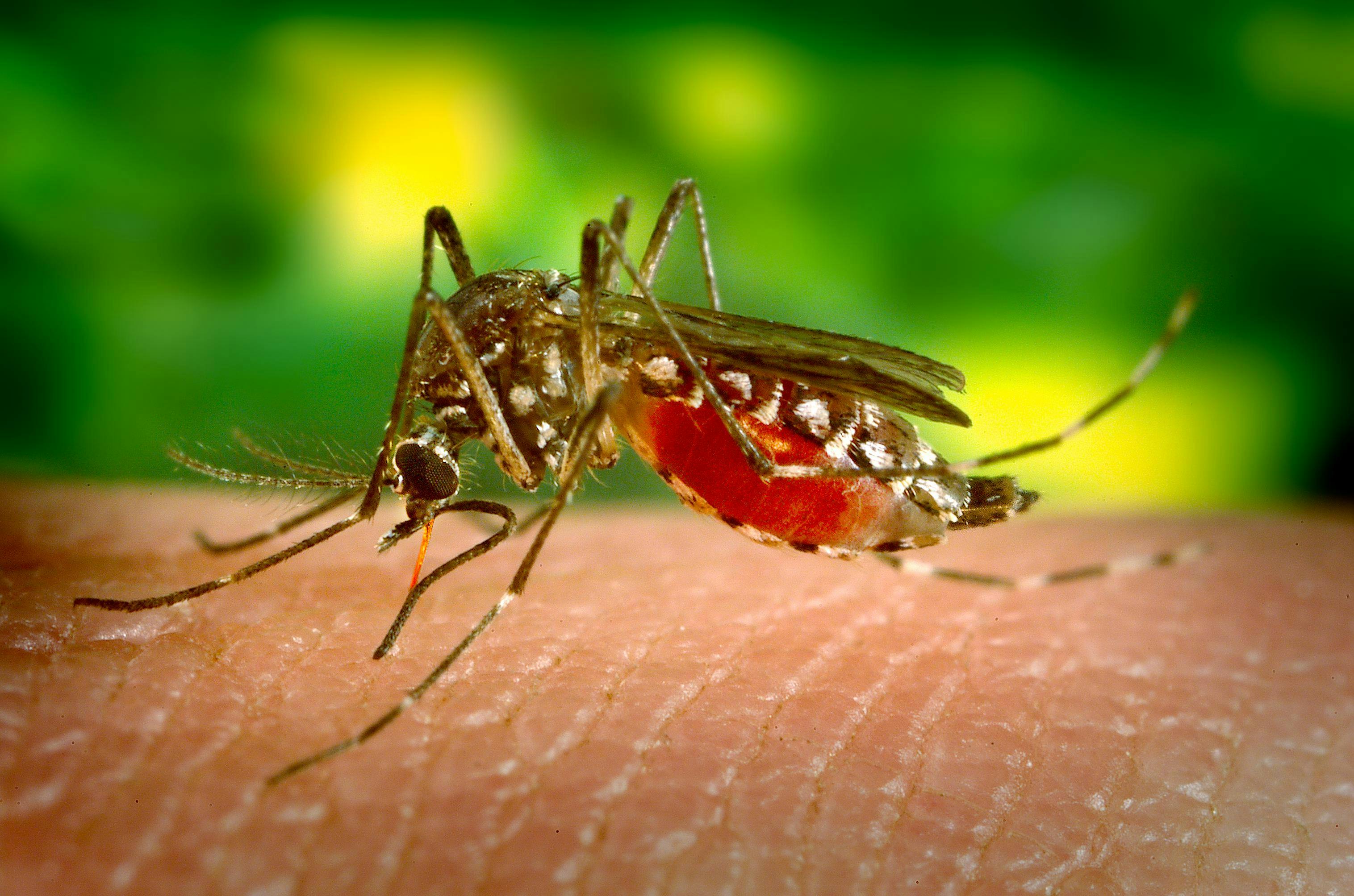 This is a female Aedes aegypti mosquito, which is the primary vector for the spread of Dengue fever. The virus that causes Dengue is maintained in the mosquito’s life cycle, and involves humans, to whom the virus is transmitted when bitten. The female mosquito pictured here, was shown as she was obtaining a blood meal, by inserting the feeding stylet through the skin, and into a blood vessel. Blood can be seen being drawn up through the red colored stylet, and into the mosquito’s mouth.

Photo Credit: James Gathany