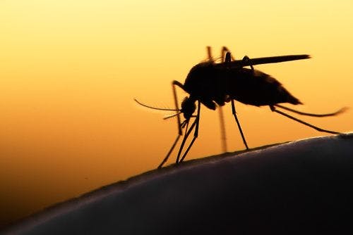 Cases of Rare Mosquito-Borne Virus Spring Up in Two US States