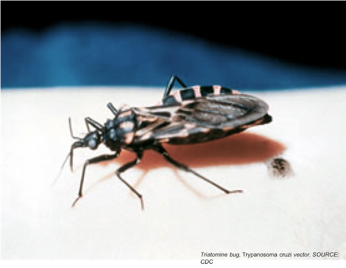 Details of First Locally-Acquired Case of Chagas Disease in Missouri
