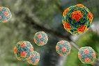 Researchers Make Surprising Hepatitis A Discovery