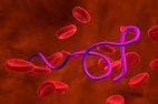 How Lyme Disease Bacteria Migrate Through Blood Vessels
