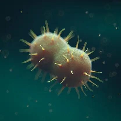Gonorrhea bacteria | Image Credits: Unsplash