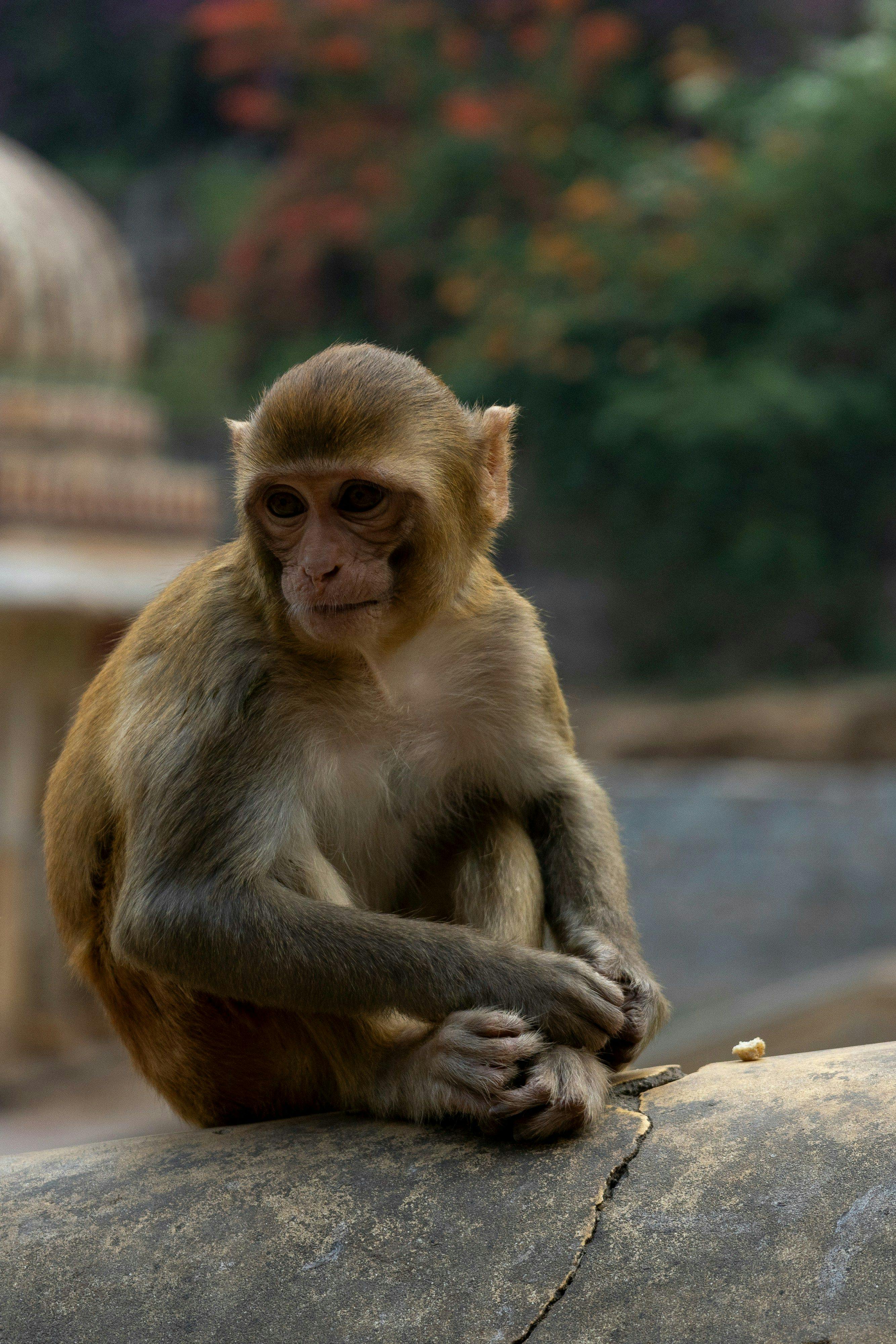 The B virus is spread through bites and scratches from macaque monkeys. 
Photo Credit: Martijn Vonk, Unsplash