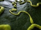 New Ebola Study May Save Lives