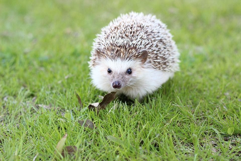 CDC Announces Salmonella Outbreak Linked to Hedgehog Contact