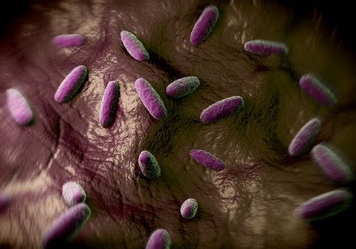 Trend of Emerging XDR Salmonella Typhi Infections Persists in Pakistan Outbreak