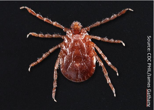 Asian Longhorned Tick Update: Eastern United States, Coastal Pacific Northwest Could Be Prime Survival Areas