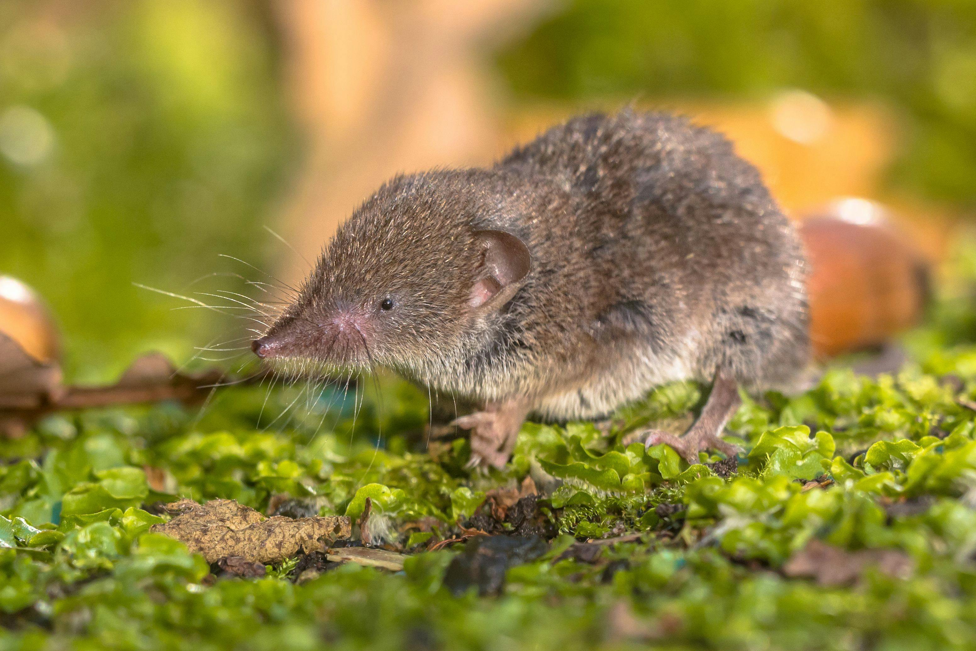 Langya virus, a new type of henipavirus, was identified in at least 35 people in eastern China. The virus is suspected to have infected shrews before jumping to humans.