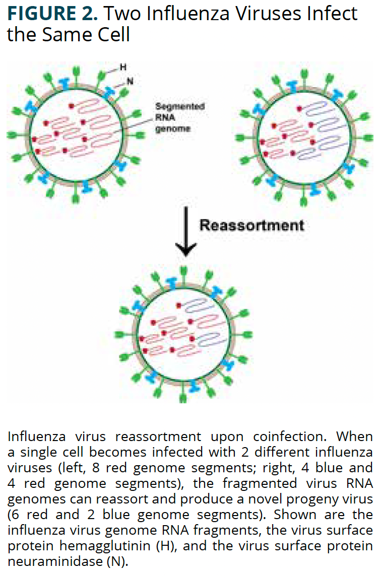 Influenza Virus Is Primed for Continual Emergence and Pandemic Potential
