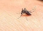 Genetically Modified Mosquitoes Impede Dengue Transmission