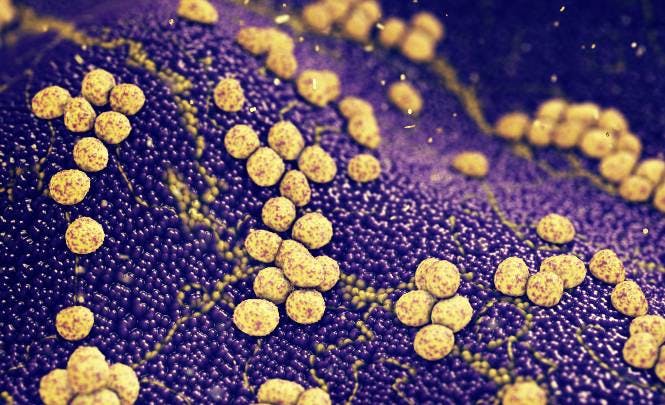 microscopic image of Staphylococcus aureus bacteria