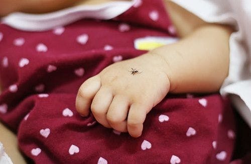 NIH Examines Outcomes of Postnatal Zika Infection in Guatemalan Infants & Children