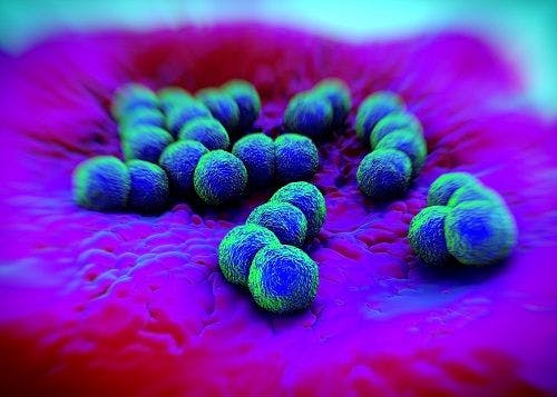 Gonorrhea on the Path to Becoming Untreatable