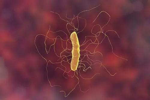C diff bacteria | Image credits: Unsplash