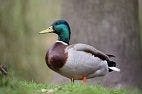 H5N2 Influenza Found in Wild Mallard Duck in Alaska
