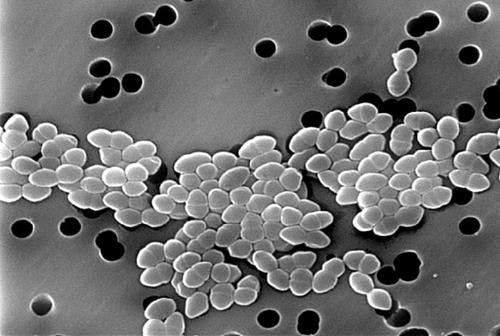 Vancomycin-Resistant Enterococci: A Growing Threat