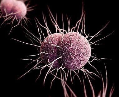 An 'Achilles Heel' for Gonorrhea Infection?