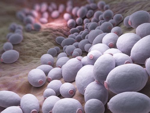Emerging Candida Species Found to be Capable of Causing Major Outbreaks in Health Care Facilities