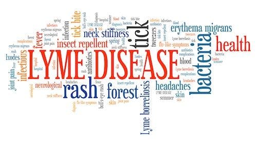 Bystander Activation of T Cells May Be Cause of Persistent Arthritis in Lyme Disease