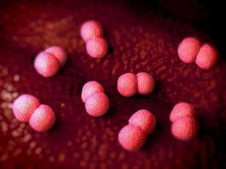 WHO Launches New Guidance On Cryptococcal Meningitis