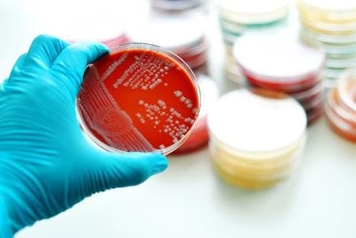 pathogens in the lab