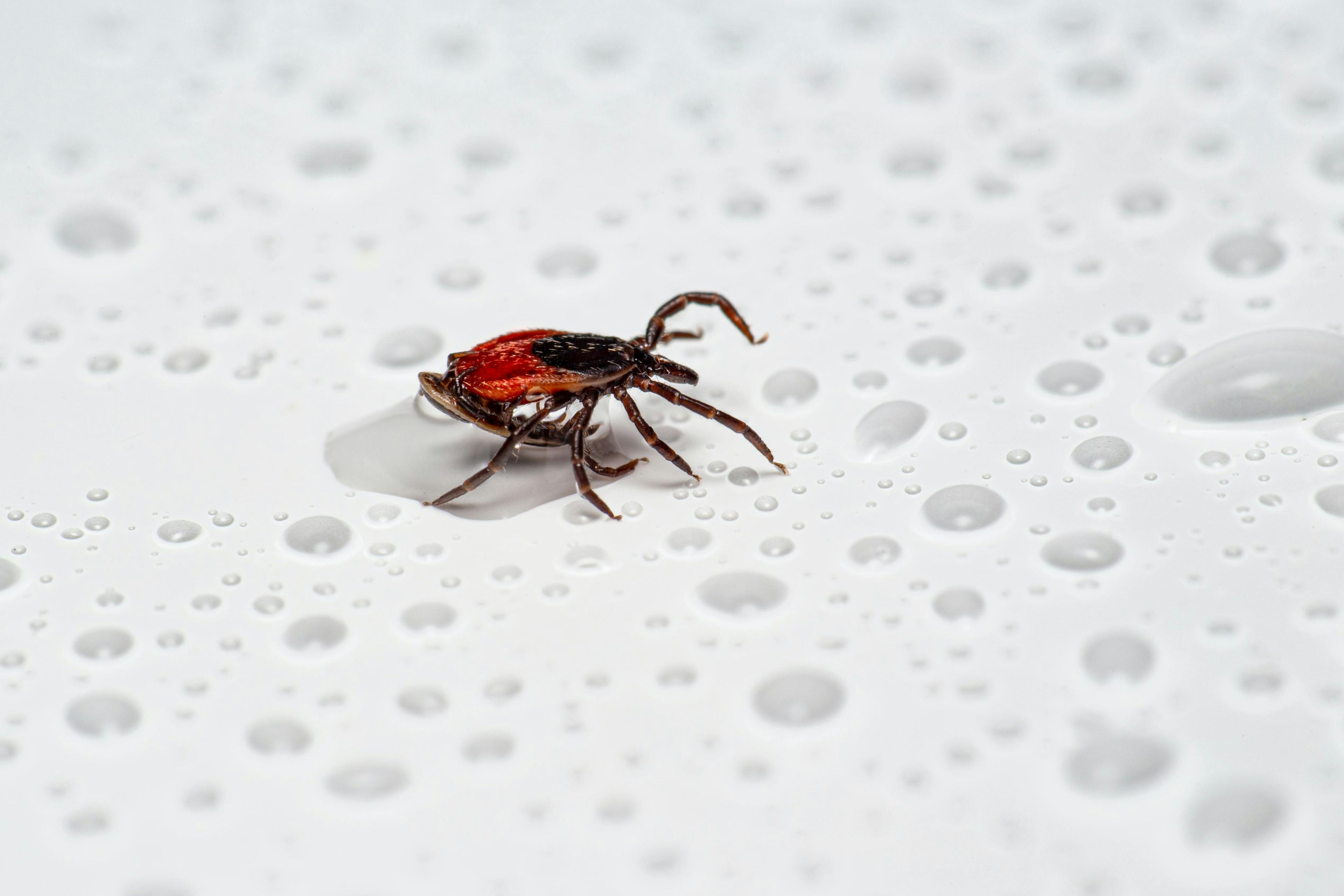 Immunosequencing T-Cell Receptor Repertoires Helps Diagnose Lyme Disease