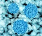 New Discovery Sheds Light on How Norovirus Works and Ways to Stop It