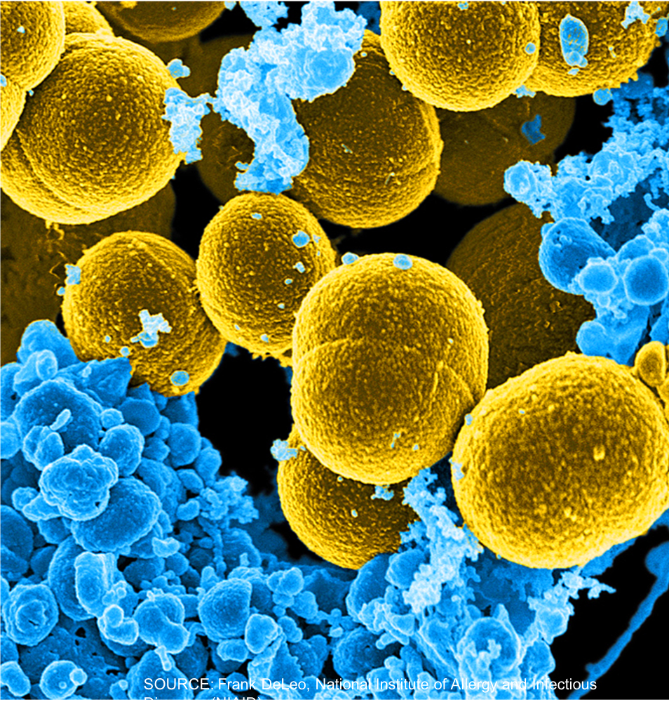 Outcome of Staph aureus Bacteremia Similar in Neutropenic and Non-Neutropenic Patients